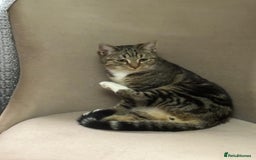 Mixed Breed cats for sale: Mocha  - Image 2