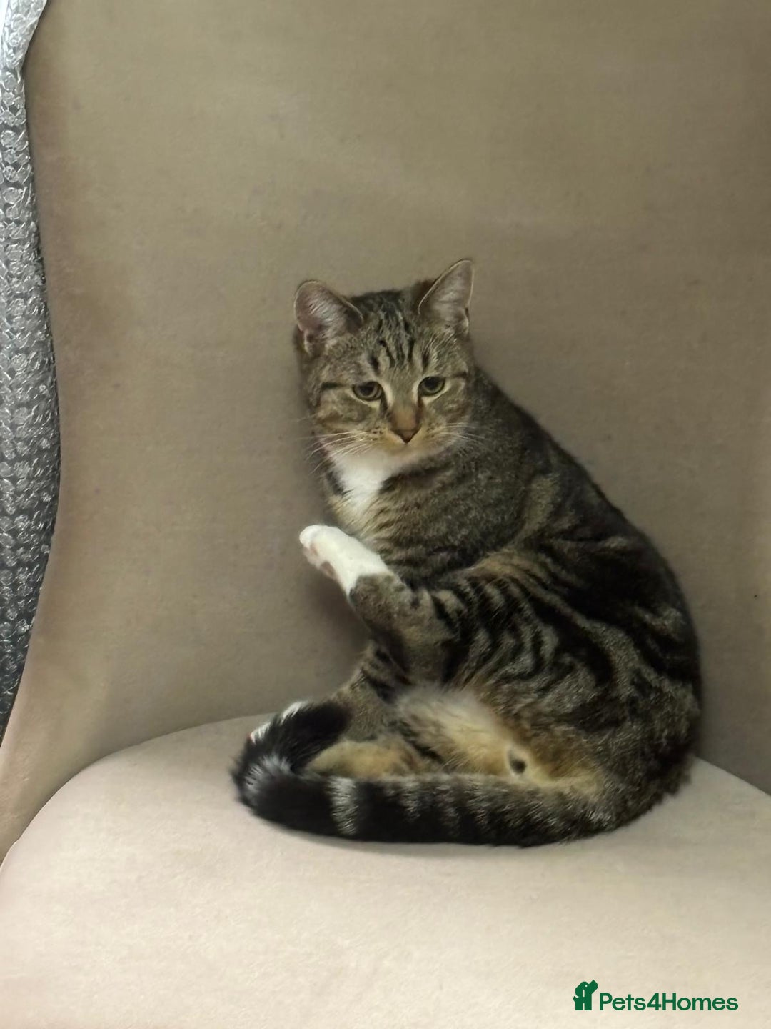 Mixed Breed cats for sale: Mocha  - Image 2