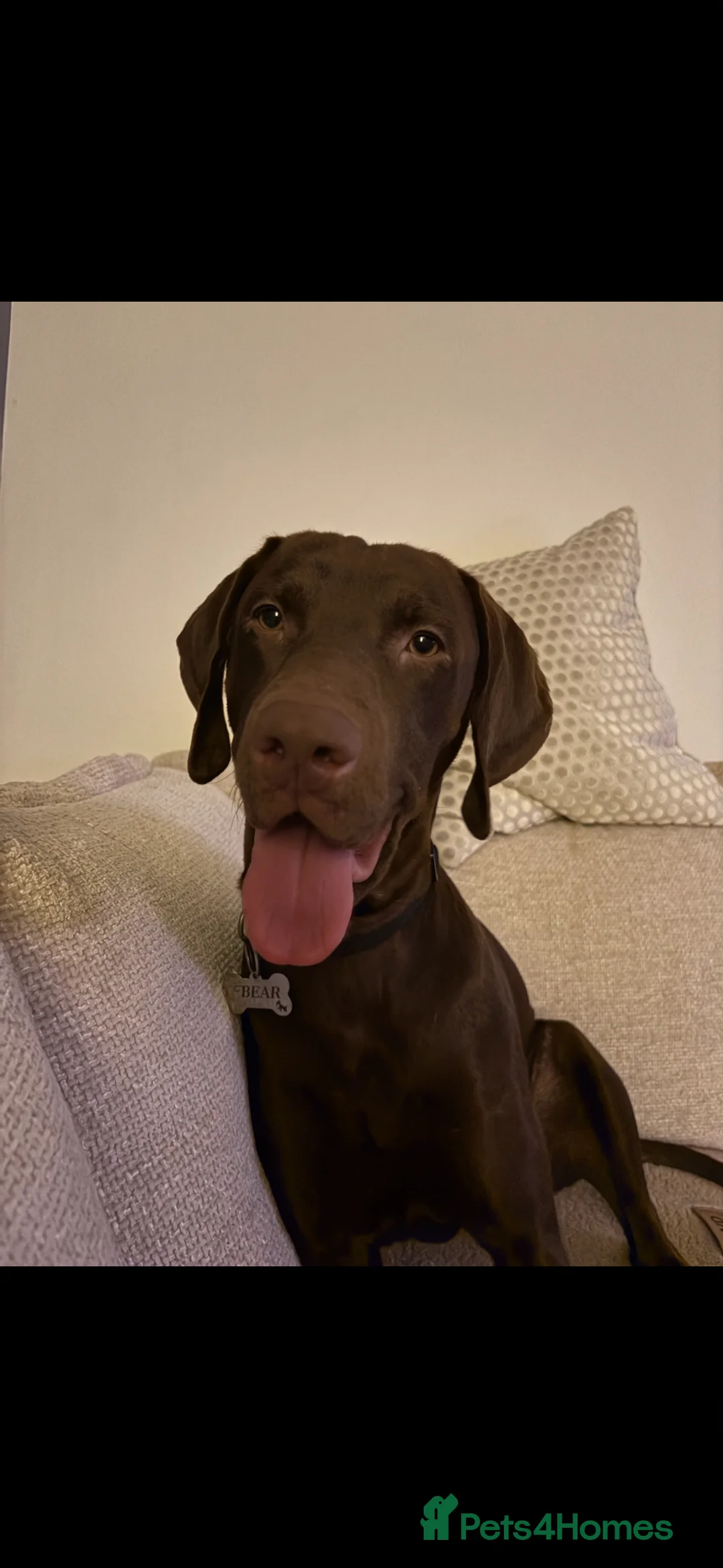 Mixed Breed dogs for stud: Bear Vizmaraner  in Alloa - Advert 1