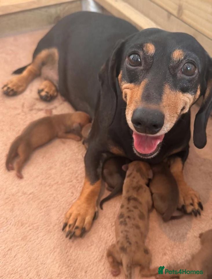 Dachshund dogs Beautiful Mini Dachshund puppies - Advert 6