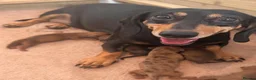 Dachshund dogs for sale: Beautiful Mini Dachshund puppies - Advert 1