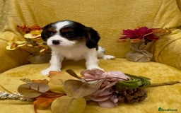 Cavalier King Charles Spaniel dogs for sale: 🐾Beautiful cavalier king Charles🐾  - Image 8