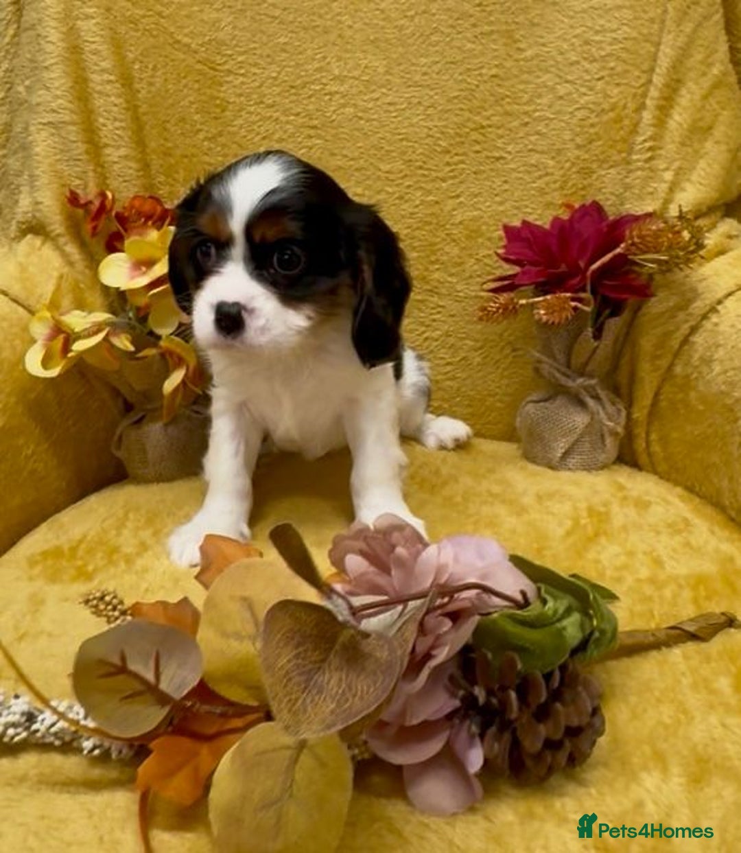 Cavalier King Charles Spaniel dogs for sale: 🐾Beautiful cavalier king Charles🐾  - Image 8