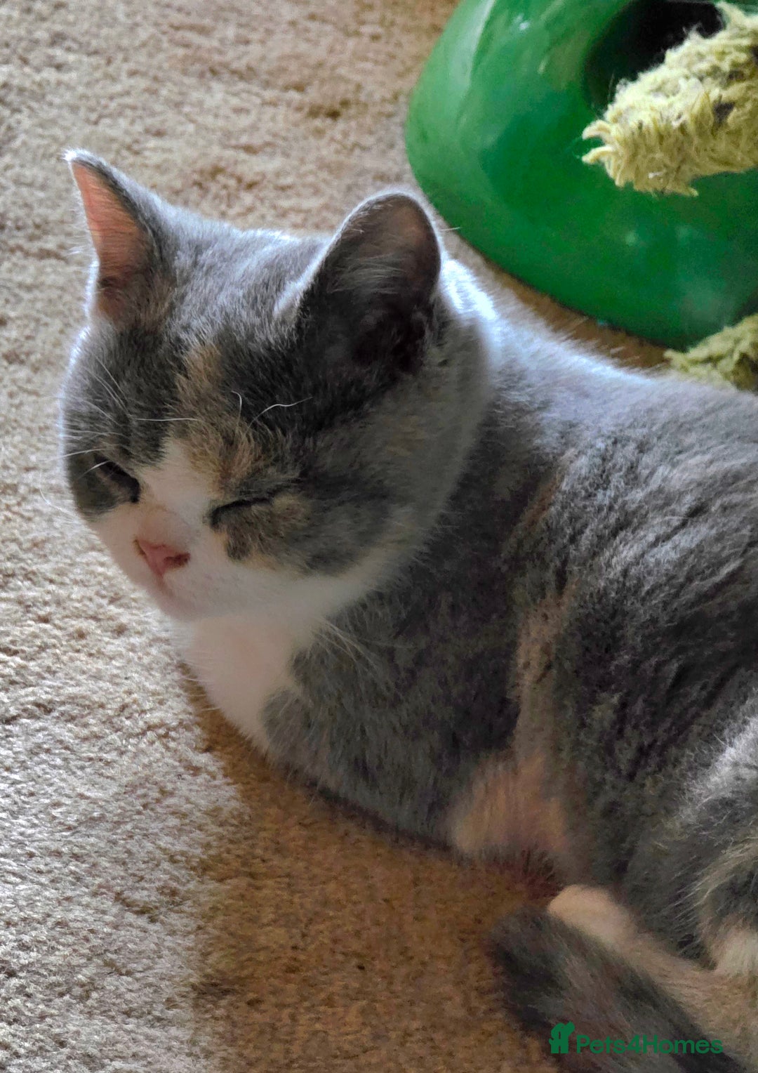 British Shorthair cats for sale: British Shorthairs Stunning Litter - Image 20