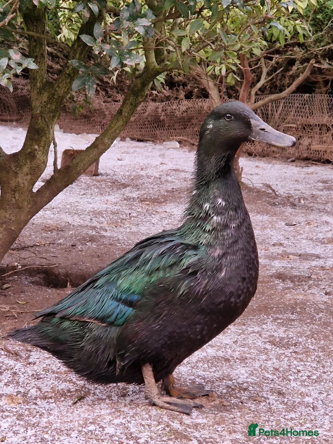 Ducks poultry for sale: 2 female Cayuga ducks - Advert 3