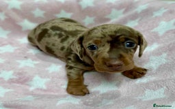 Miniature Dachshund dogs for sale: Cream Dapples & Red Dapples KC registered  - Image 12