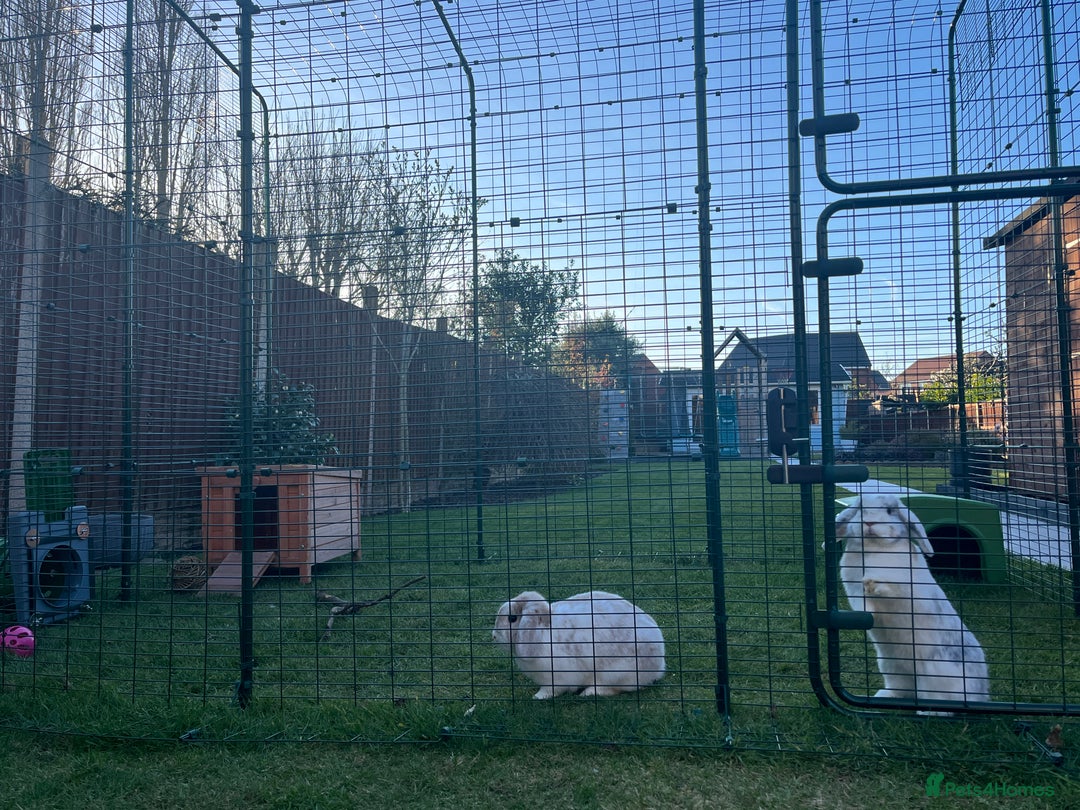 Mini Lop rabbits for sale: Daisy & Daffodil - Image 6
