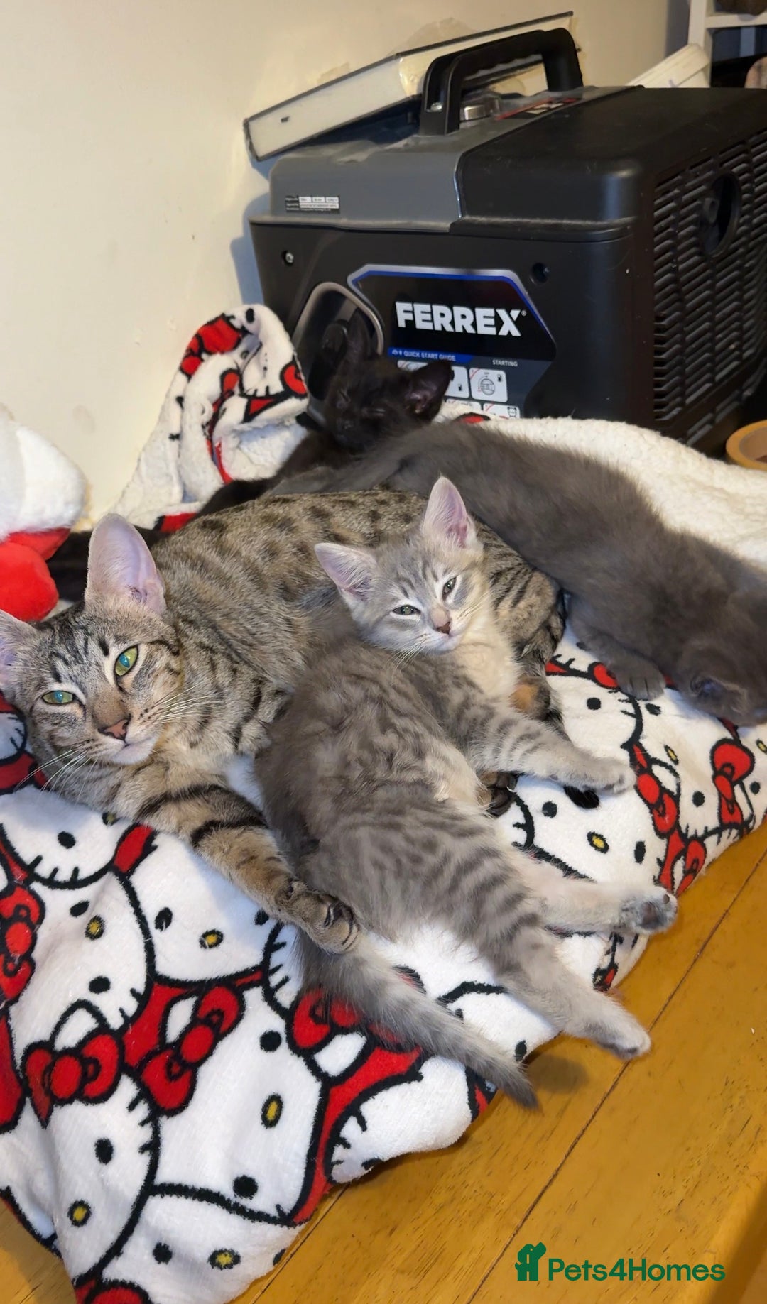 British Shorthair cats for sale: mixed british shorthairs  - Advert 1