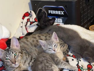 British Shorthair cats mixed british shorthairs - Advert 2