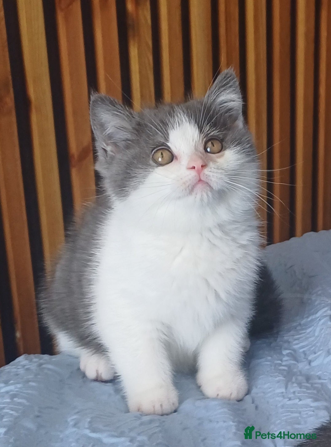 British Shorthair cats Adorable British Shorthair girls! - Advert 4