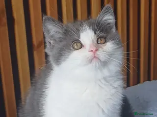British Shorthair cats Adorable British Shorthair girls! - Advert 4