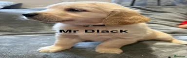 Mr black 