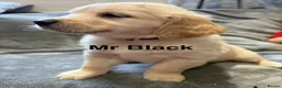Golden Retriever dogs for sale: Gorgeous litter of 4G 5B pure golden retrievers.  - Advert 11