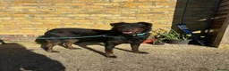 Mixed Breed dogs for adoption: Cute Cassia - Advert 3