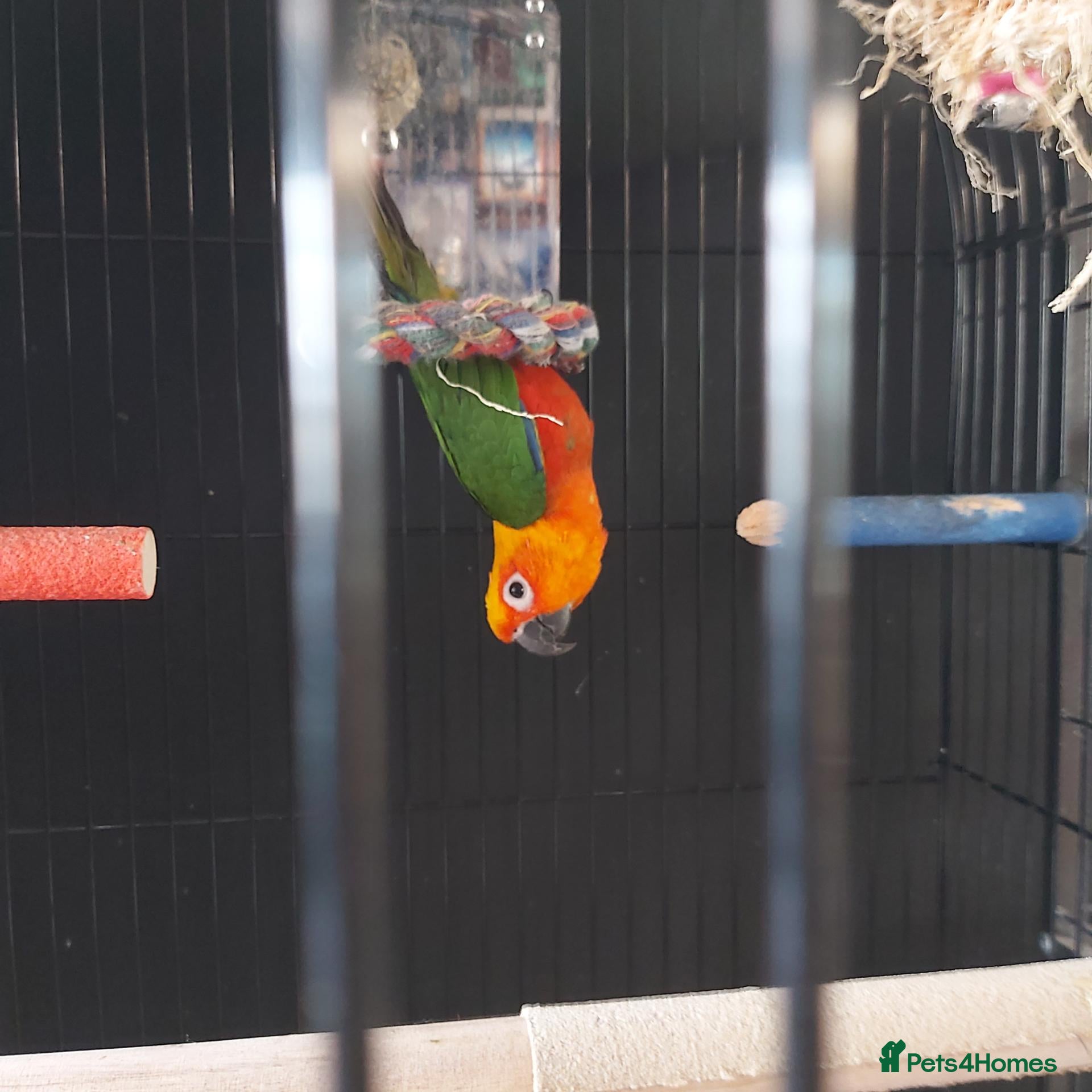 Conures birds for sale: Conure for sale - Advert 3