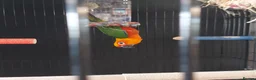 Conures birds for sale: Conure for sale in Swadlincote - Advert 1