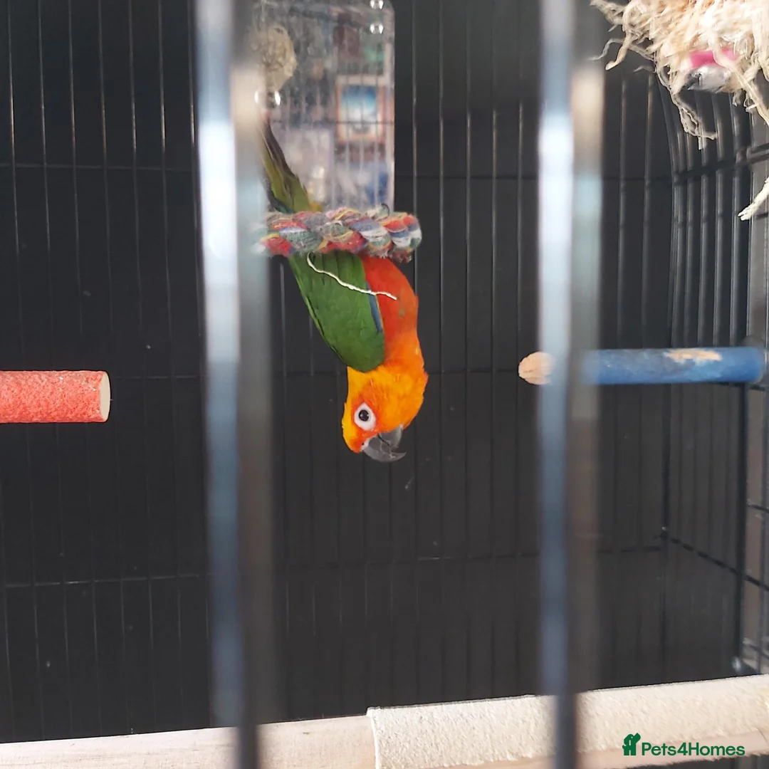 Conures birds for sale: Conure for sale in Swadlincote - Advert 1