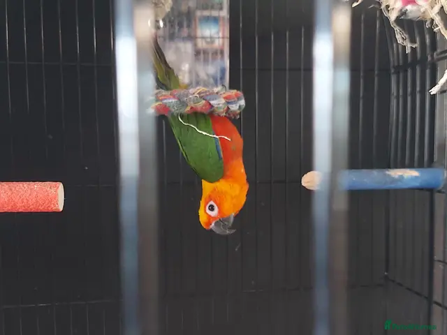 Conures birds for sale: Conure for sale - Advert 1