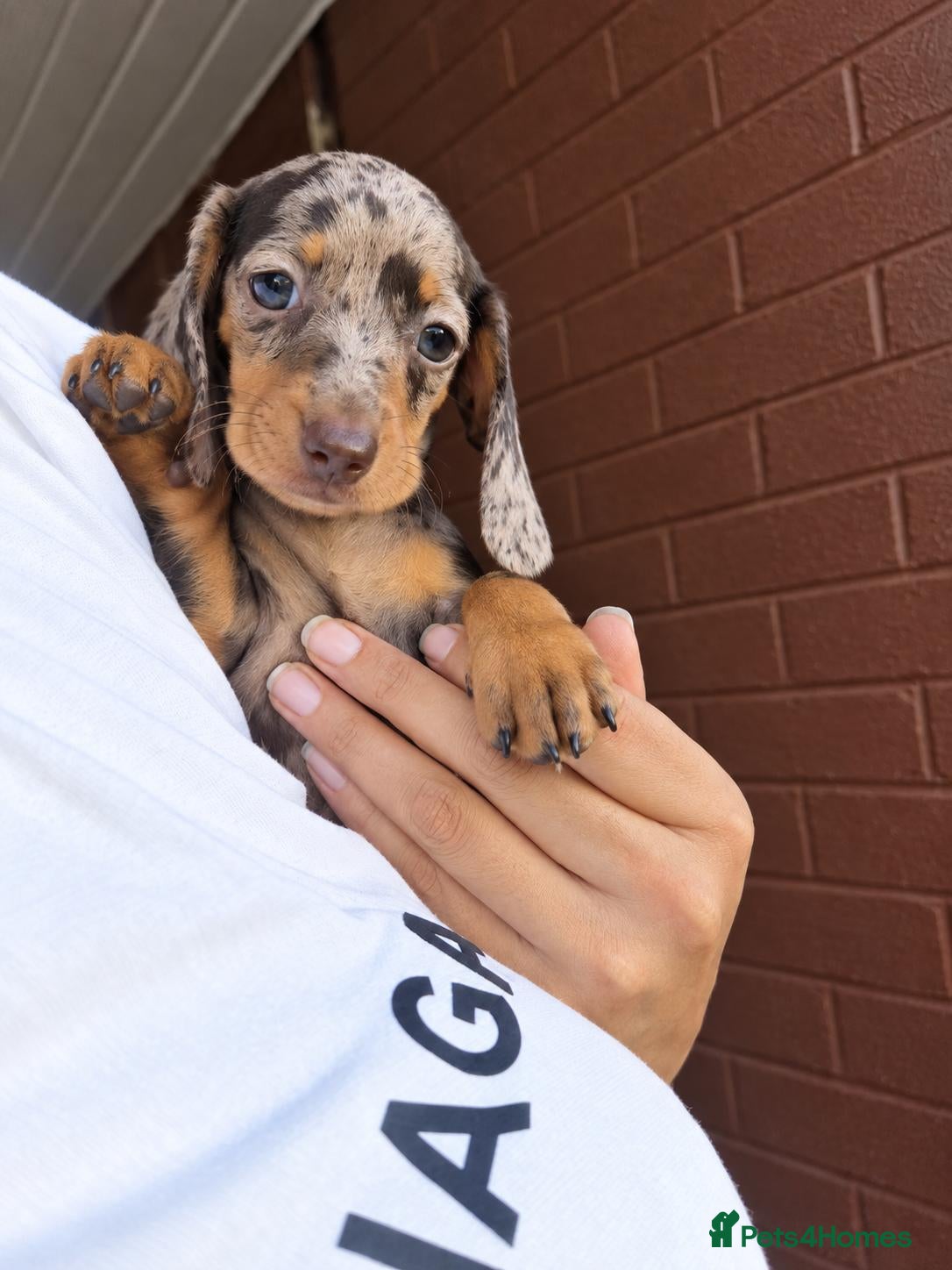 Miniature Dachshund dogs 🐾ONLY 1 GIRL Ready for their new loving homes 🐾 - Advert 7