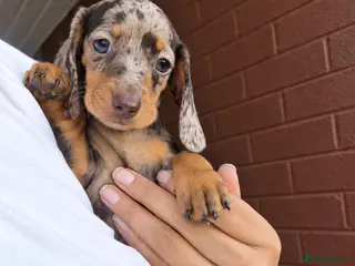 Miniature Dachshund dogs 🐾ONLY 1 GIRL Ready for their new loving homes 🐾 - Advert 7