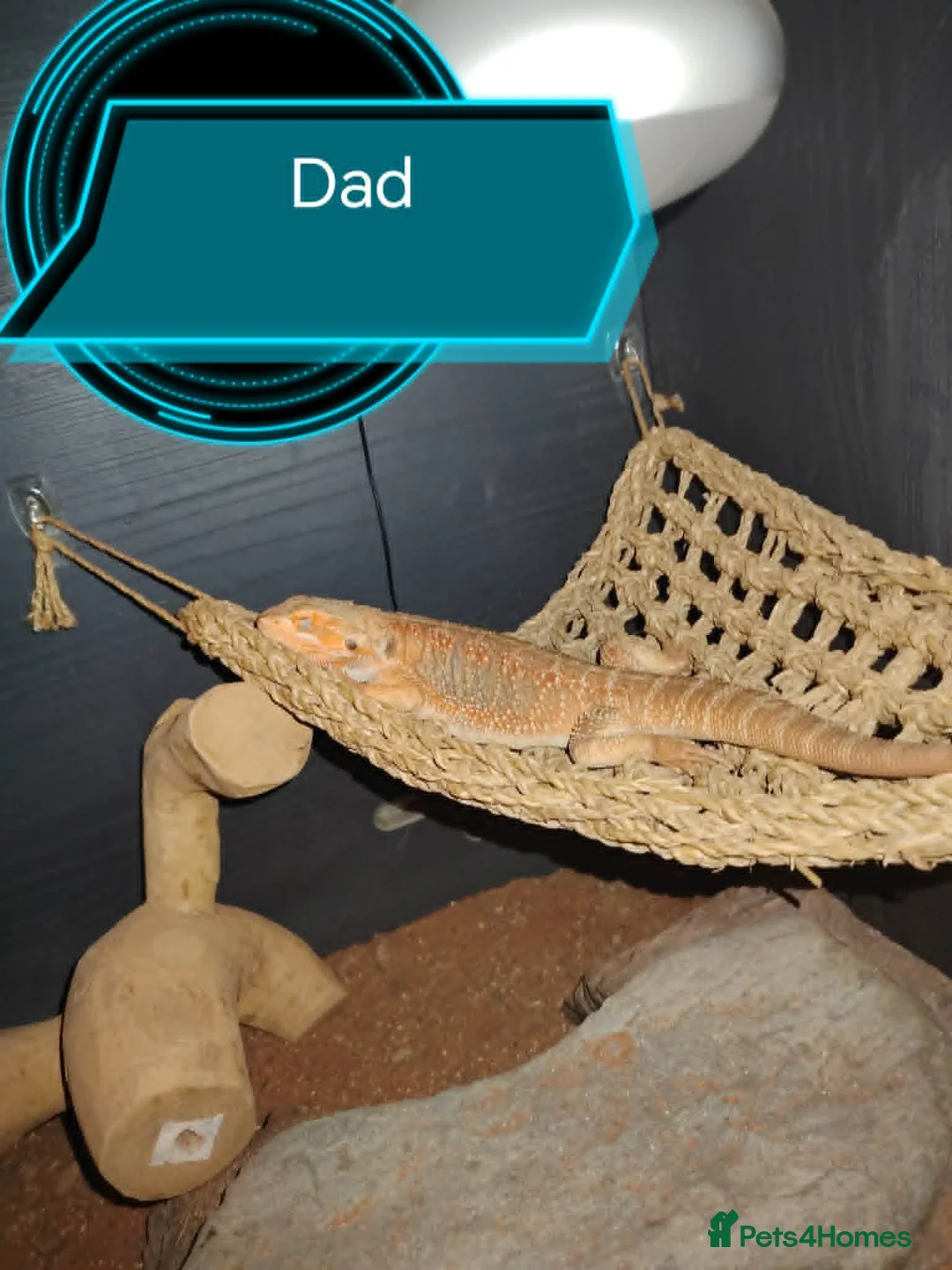 Bearded Dragon reptiles for sale: baby bearded dragon in Leicester - Advert 7