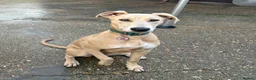 Mixed Breed dogs for sale: Saluki x Staffordshire Bull Terrier Puppy - Advert 2