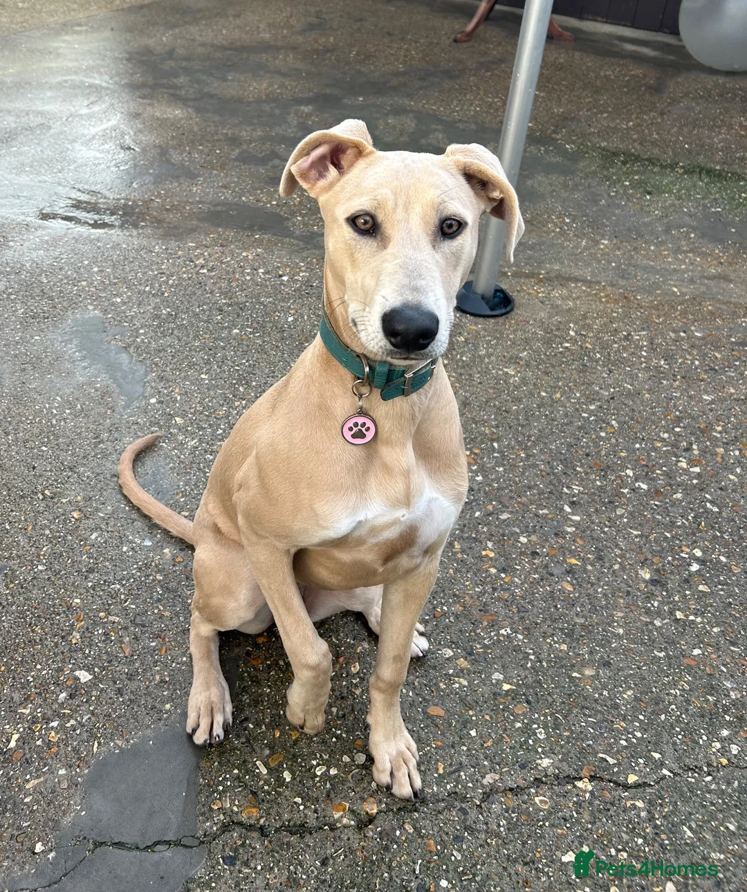 Mixed Breed dogs for sale: Saluki x Staffordshire Bull Terrier Puppy - Advert 2