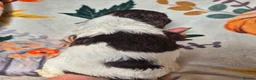 English Springer Spaniel dogs for sale: Beautiful English Springer spaniel pups - Advert 28