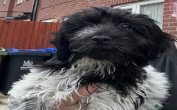 Cockapoo dogs for sale: F1b beautiful girl  - Image 3
