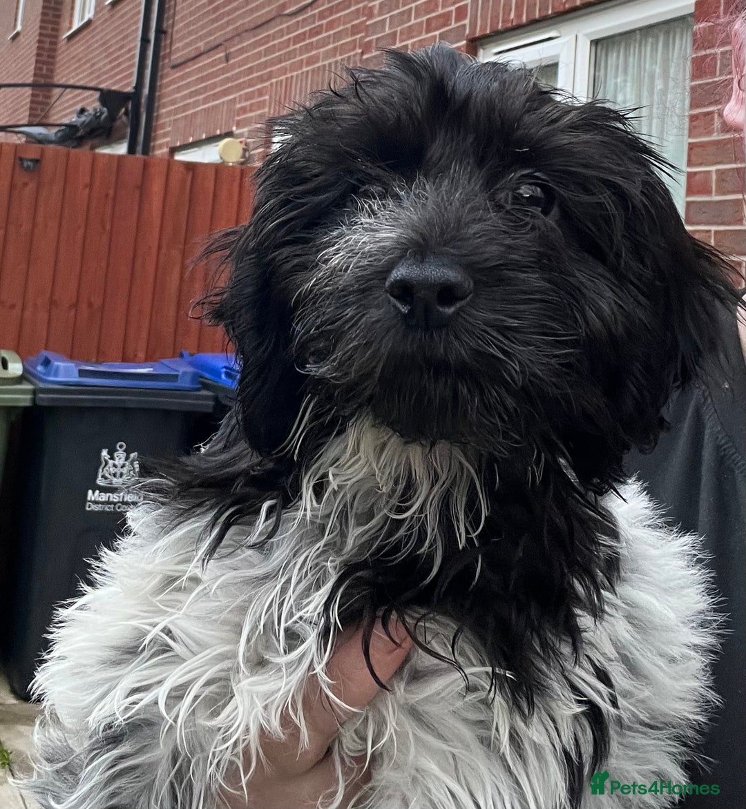 Cockapoo dogs for sale: F1b beautiful girl  - Image 3
