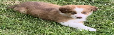 Border Collie Puppy 3