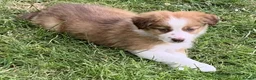 Border Collie dogs for sale: Four Male Border Collie Puppies in Abergavenny - Advert 4