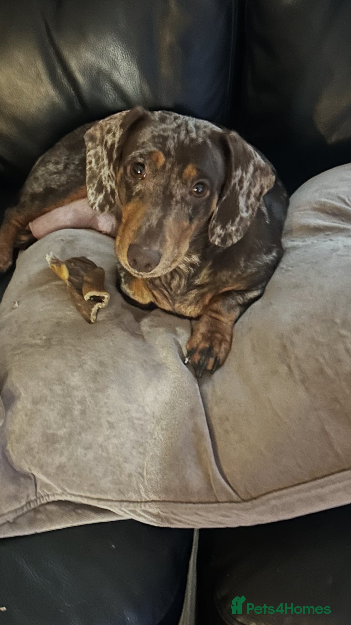 Mixed Breed dogs Puppies  - Advert 17