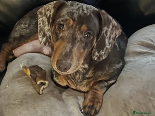 Mixed Breed dogs Puppies - Advert 17