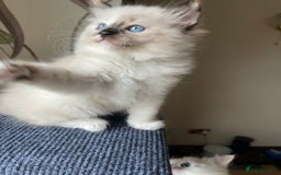 Ragdoll cats for sale: Ragdoll adults Purebred pedigree 5 generations  - Image 8