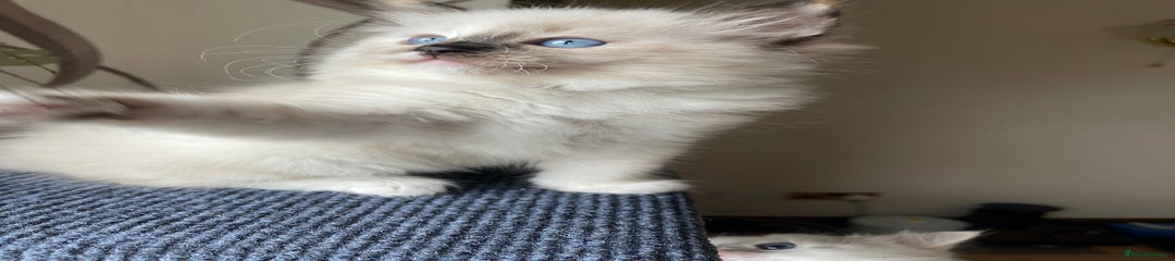 Ragdoll 5generations pedigree purebred Kitten