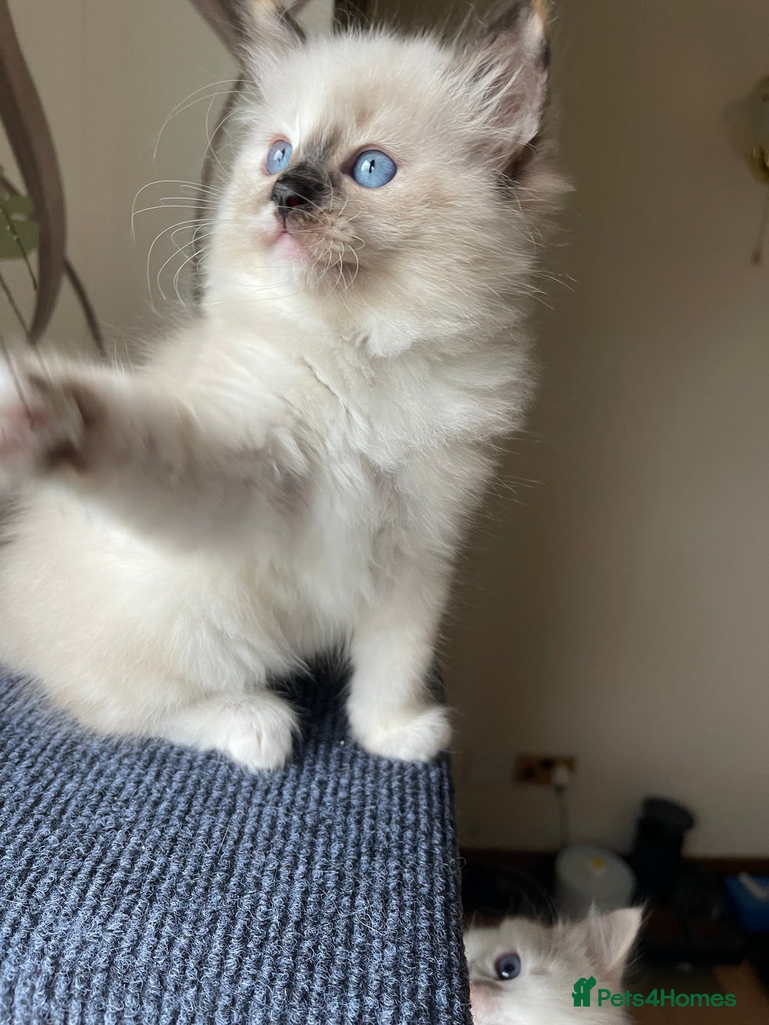 Ragdoll cats for sale: Ragdoll adults Purebred pedigree 5 generations  - Image 8