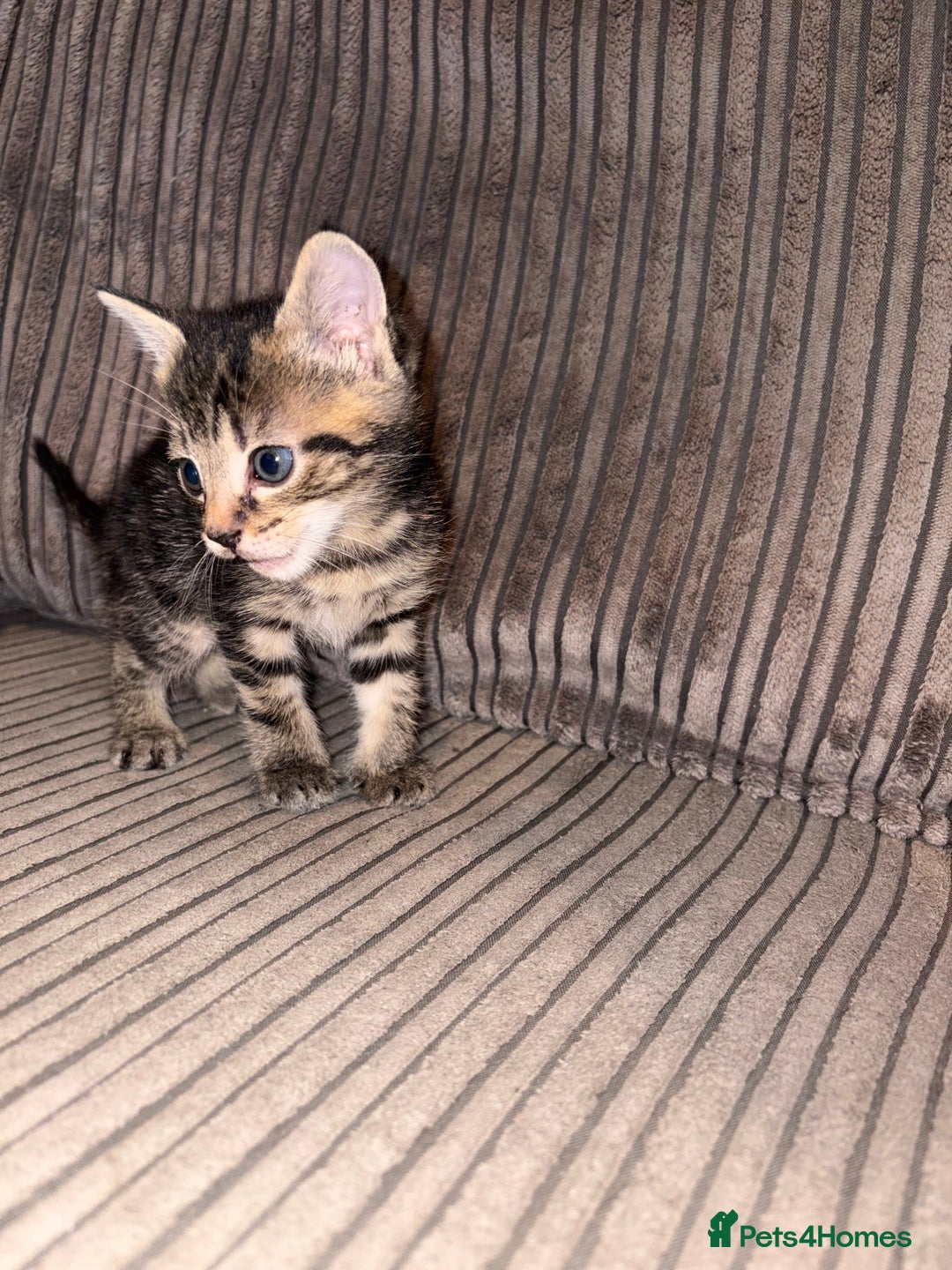 Domestic Shorthair cats for sale: 4 gorgeous Tabby kittens ready 26-1-26 - Advert 8
