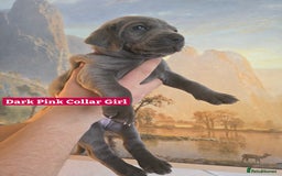 Weimaraner dogs for sale: *2 LEFT *BEAUTIFUL KC WEIM PUPS 2ND/FINAL LITTER  - Advert 12