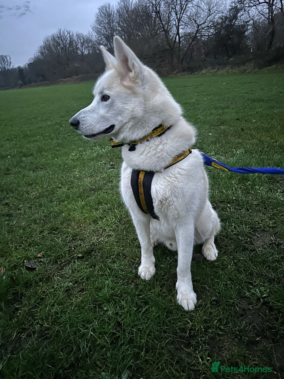 Siberian Husky dogs for sale: siberian husky  in Cardiff - Advert 4