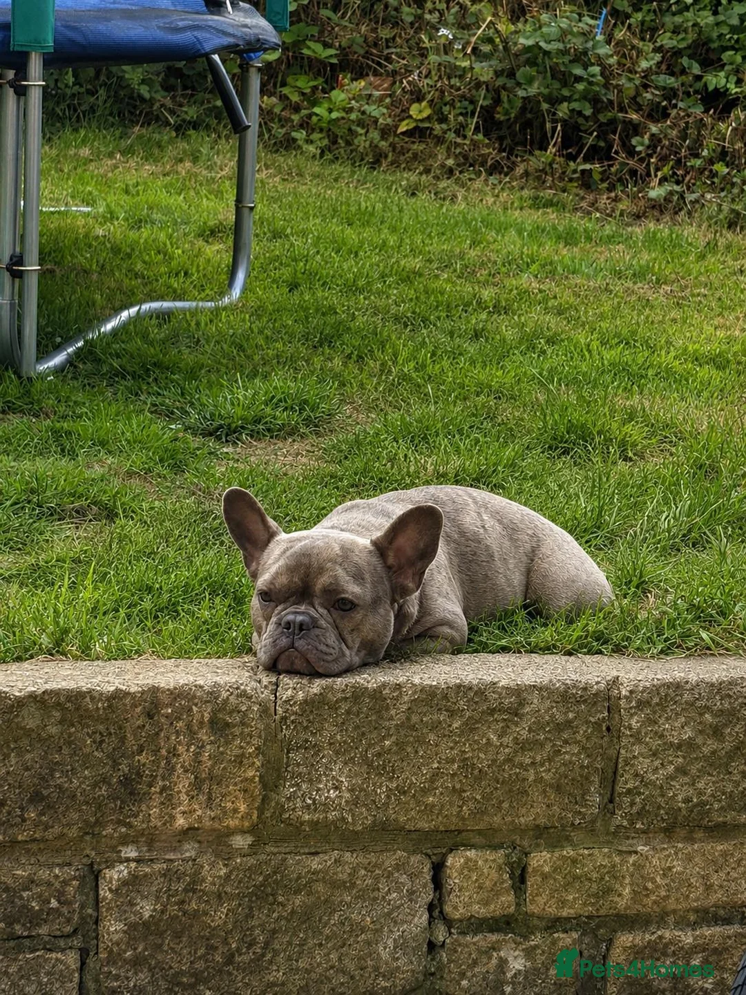 French Bulldog dogs for sale: Two French Bulldogs 14 months one boy and one girl in Chard - Advert 3