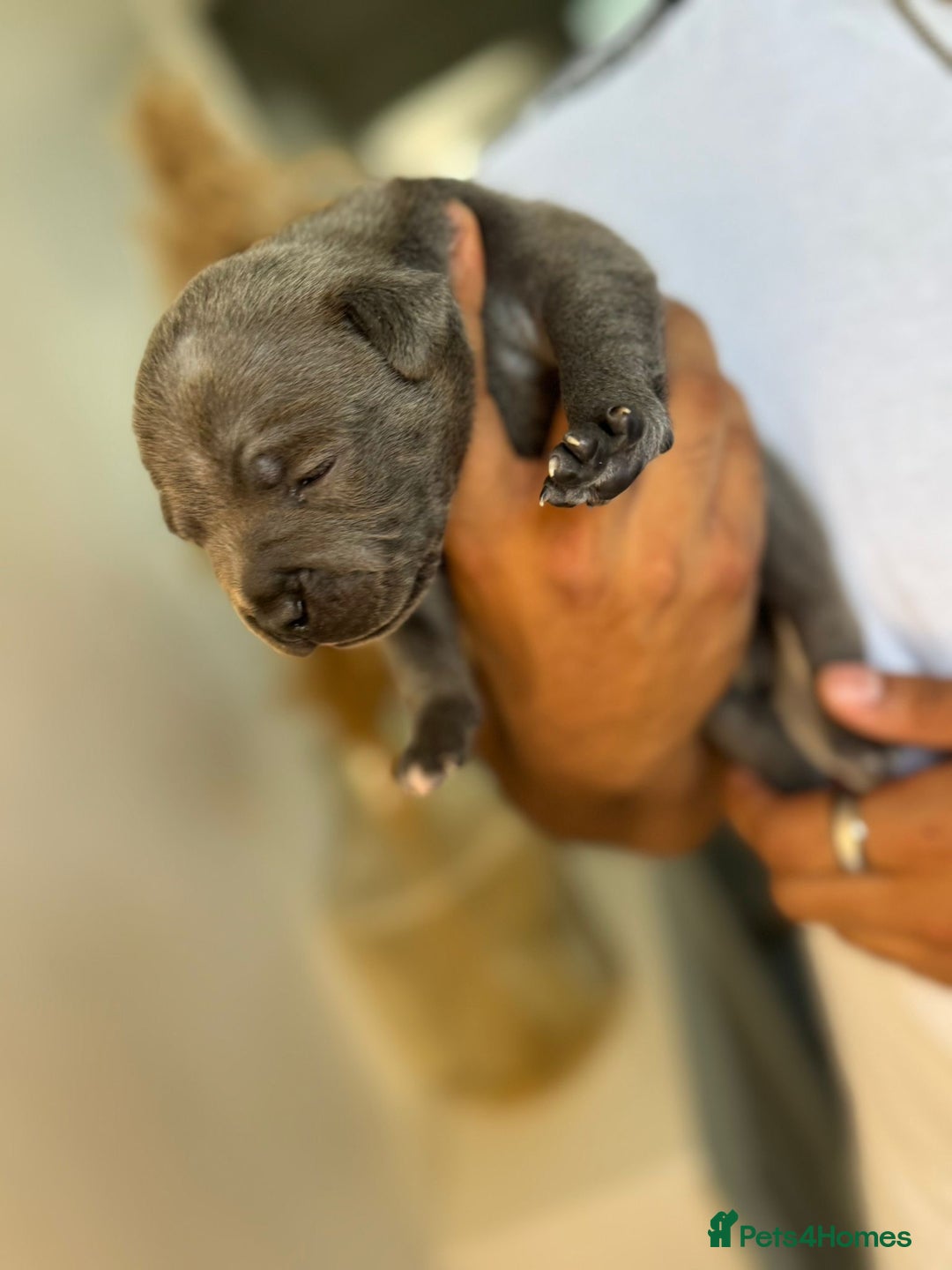 Staffordshire Bull Terrier dogs for sale: 😍😍 BEAUTIFUL & CHUNKY BLUES💙 - Image 34
