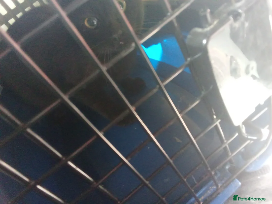 Mixed Breed cats for sale: Sweet girl looking for urgent home - Advert 2