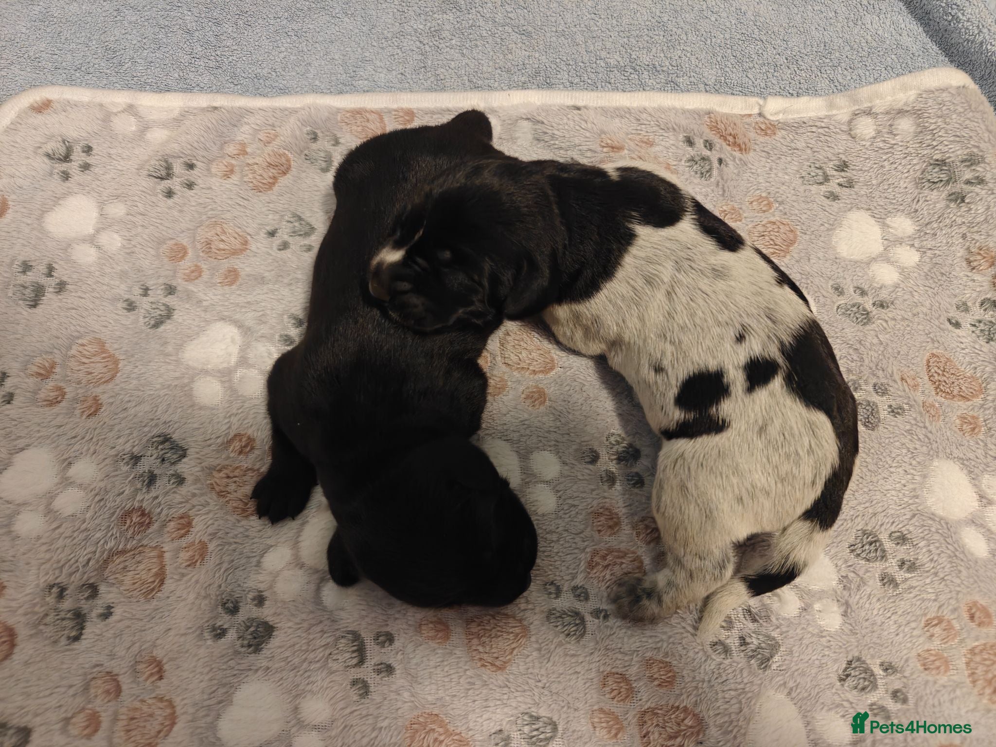 German Wirehaired Pointer dogs German Wirehaired Pointer Puppies - Advert 3