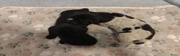 German Wirehaired Pointer dogs for sale: German Wirehaired Pointer Puppies - Advert 1