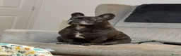 French Bulldog dogs for adoption: 🩶🐾 LILO – A Little Frenchie with a Huge Heart🩶 in Nottingham - Advert 6