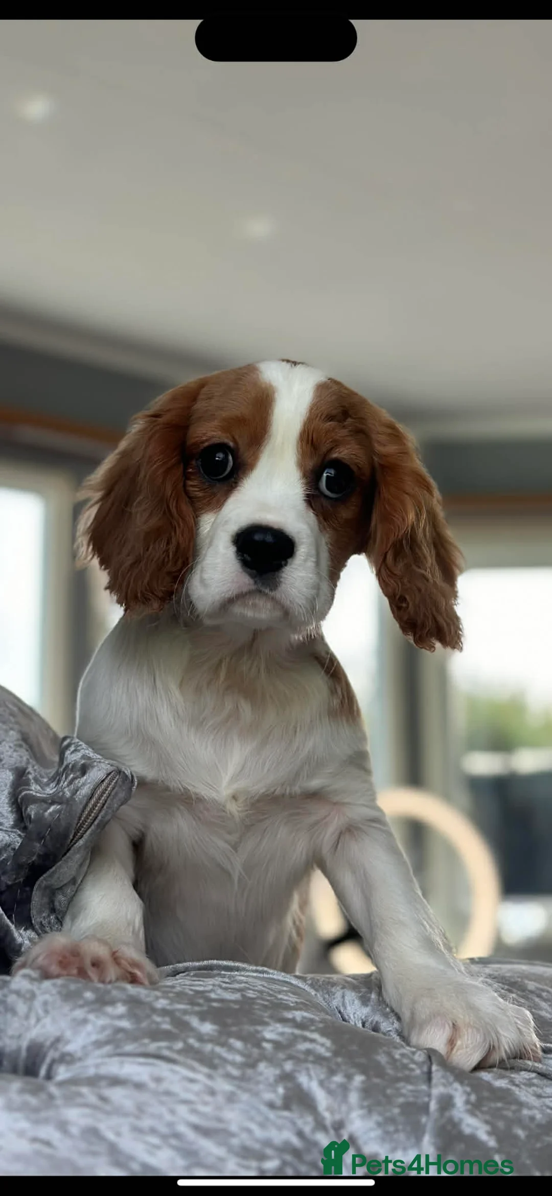 Cavalier King Charles Spaniel dogs for sale: KC. DNA Clear Stunning cavalier pups - Advert 6