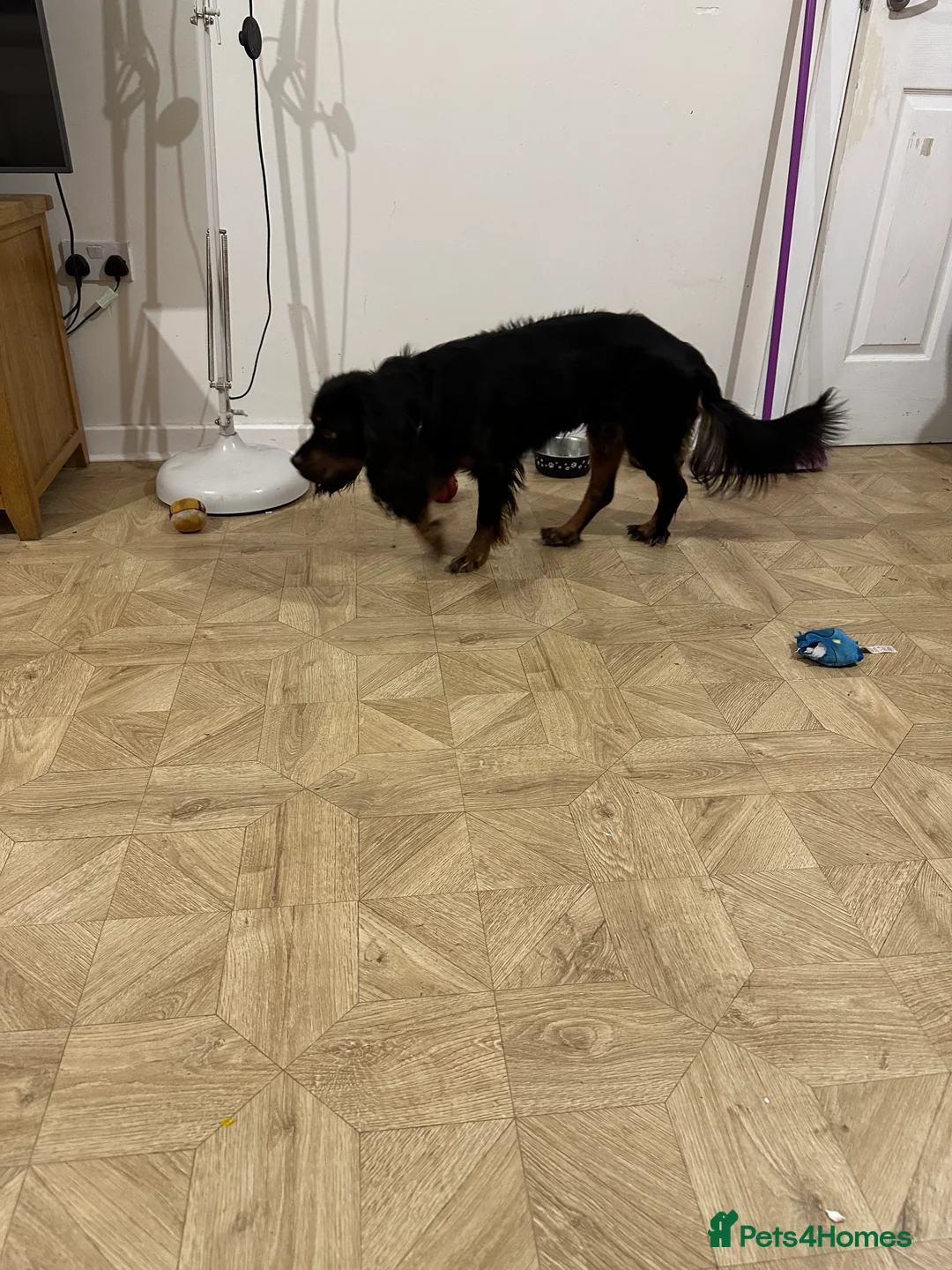 Mixed Breed dogs for sale: King Charles cockerpoo - Advert 2