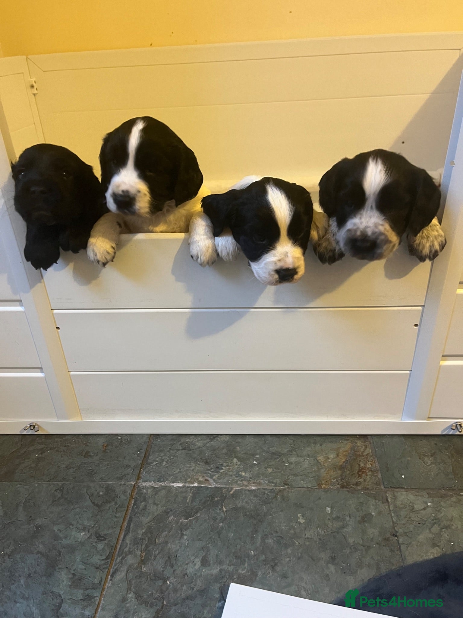 Cocker Spaniel dogs Exceptional KC Working Cocker Spaniel Puppies - Advert 2