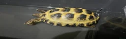 Tortoise reptiles for sale: Horsfield tortoise in Stockton-on-Tees - Advert 10